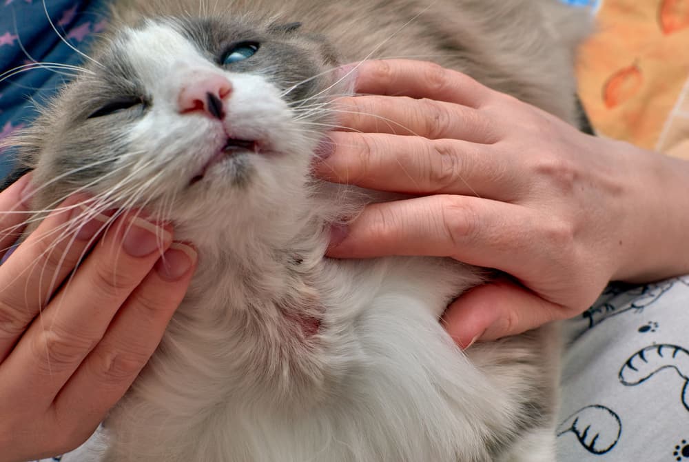 Allergic skin diseases in domestic cat