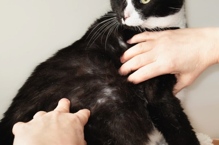 Pet parent examining Tuxedo cat with bald spots and thinning fur from overgrooming