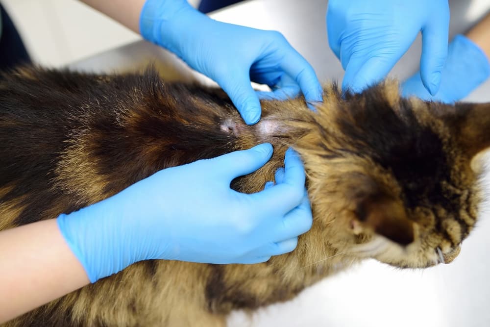 Two veterinarians examining a Maine Coon cat at a veterinary clinic