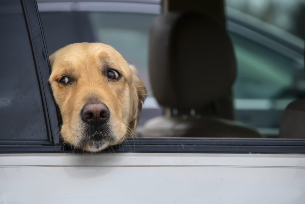 Brown dog with head sticking out of car window