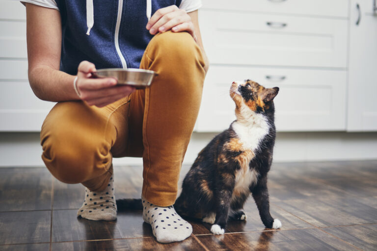 Person giving their cat a bowl of food