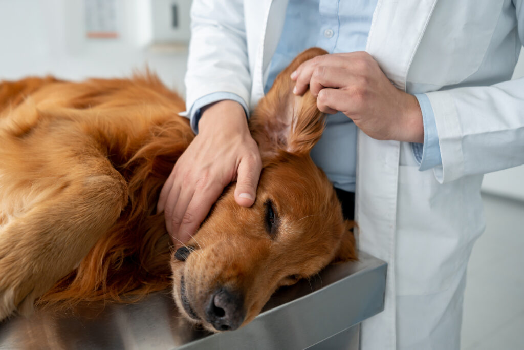 Vet holding dog's head and lifting ear
