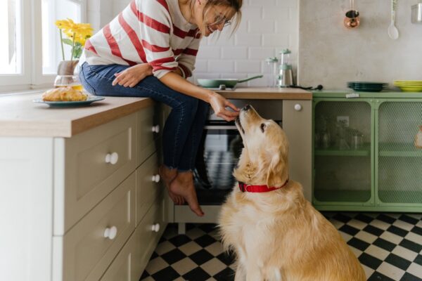 Dog Cancer Diet: Food Recommendations and Feeding Tips | Great Pet Care - Modified Diet For Cancer Pets