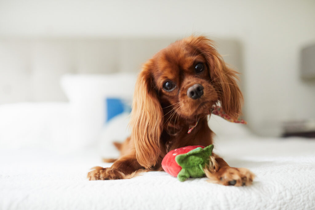 Brown puppy sitting on a bed