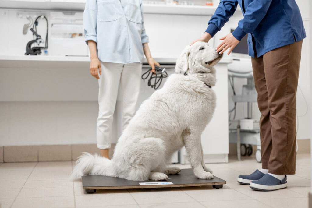 White dog on scale in vet's office
