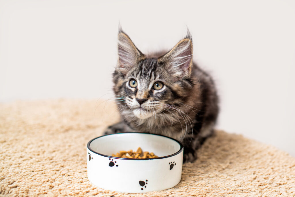 Kitten sitting in front of a bowl of food
