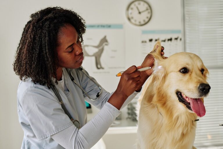 Vet examining a dog's ear