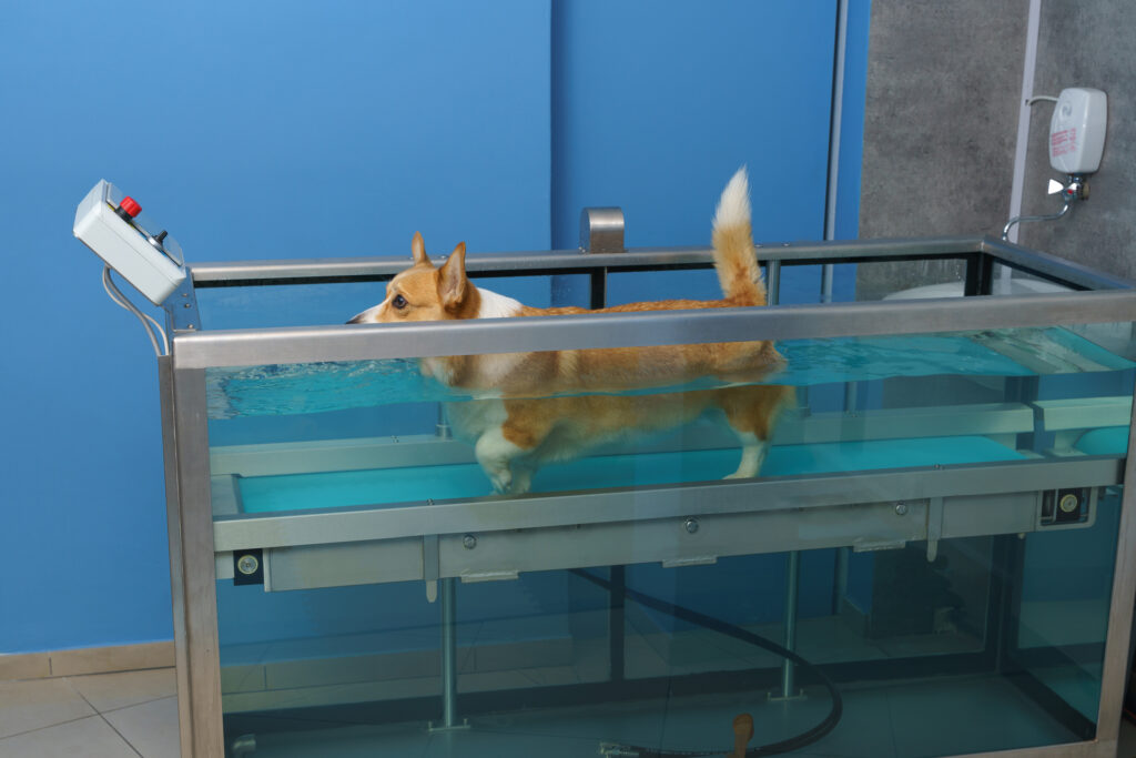 Dog walking on a treadmill in water