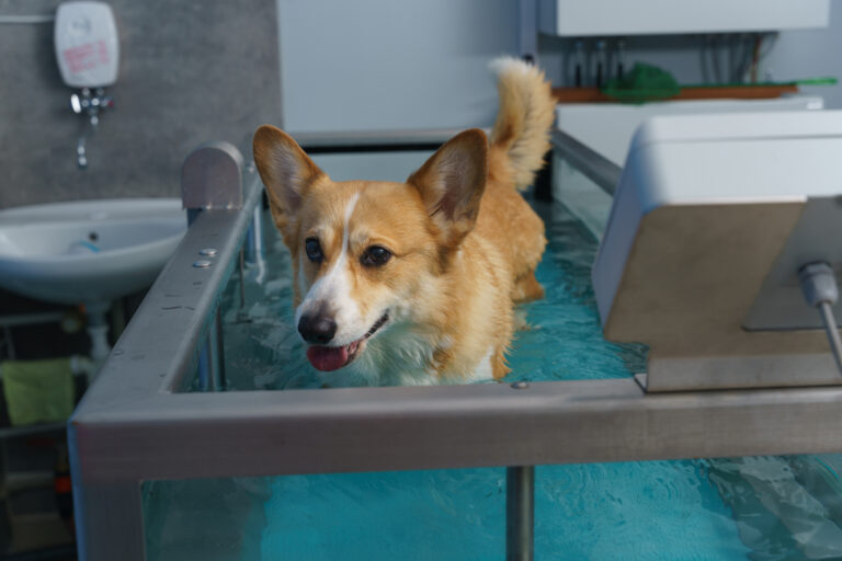 Dog walking on a treadmill in water