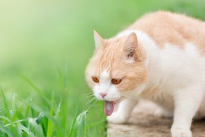 Cat Burping: What’s Normal and What’s Not