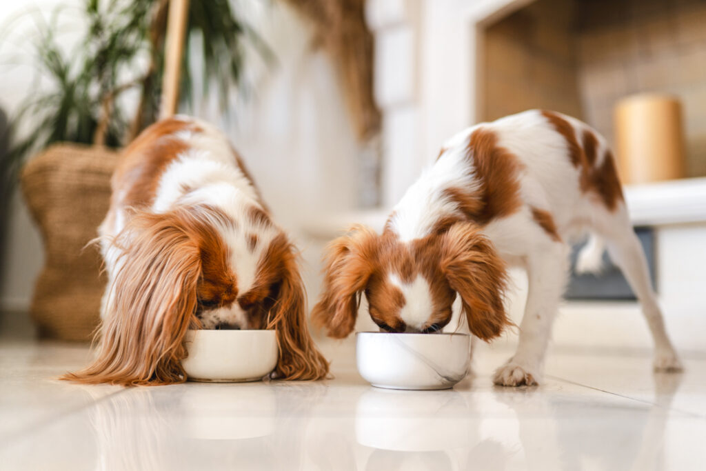 Two King Charles Cavalier dogs eating out of two bowls