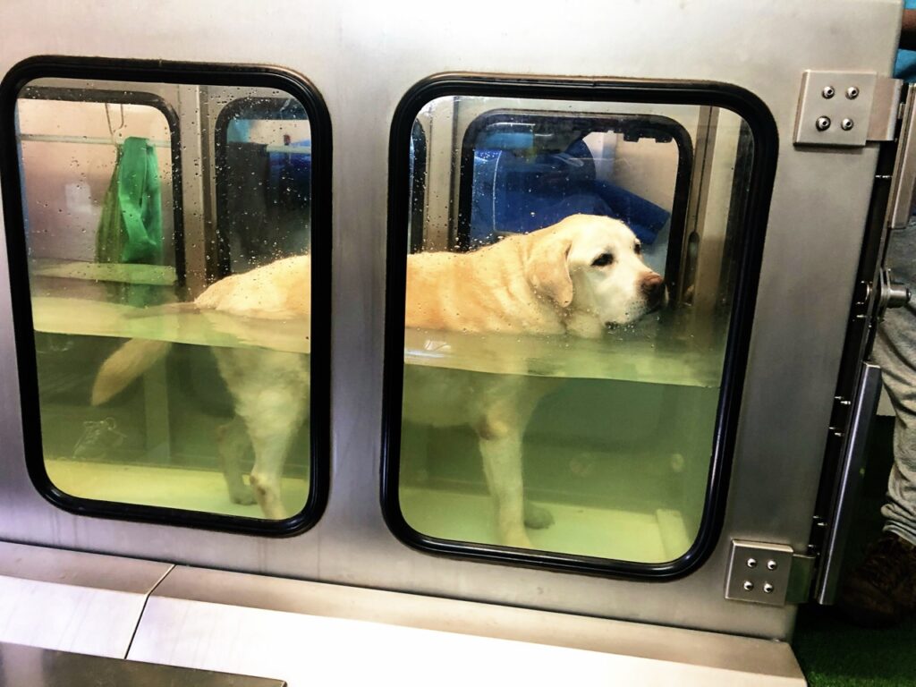Dog doing hydrotherapy