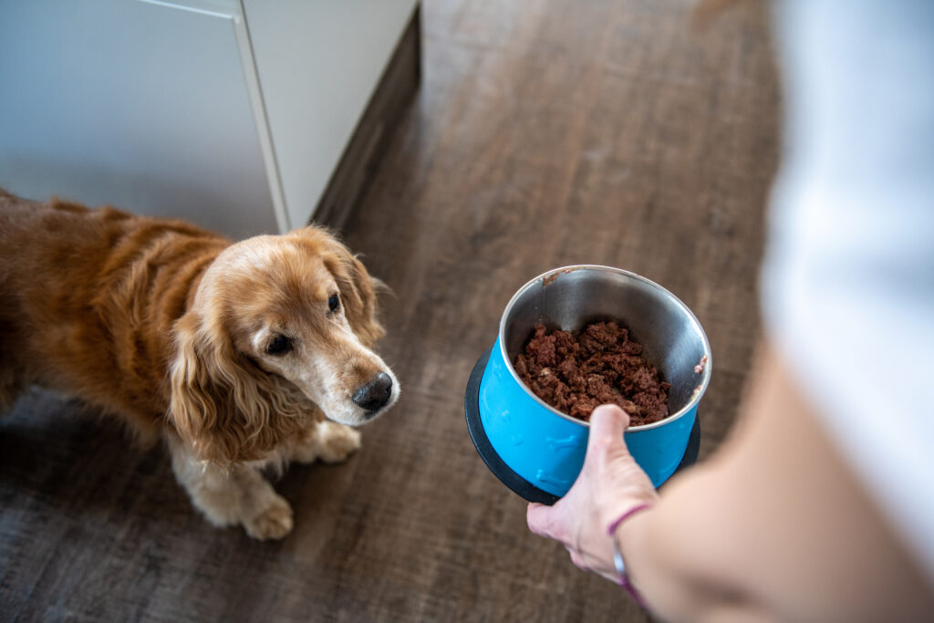 Dog being handed a bowl of dog food