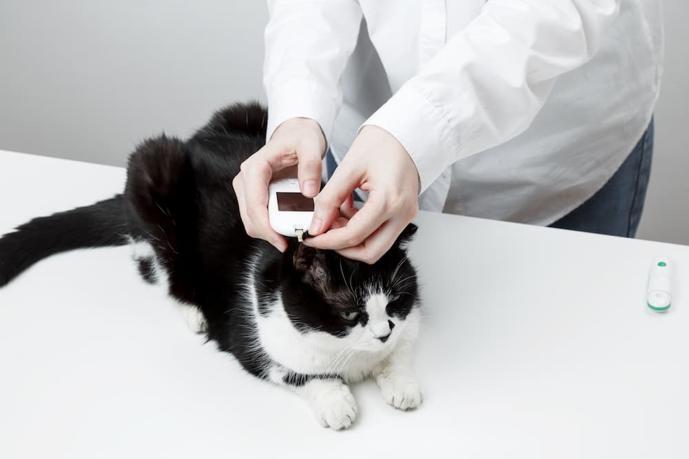 Glucometer for cat blood glucose test