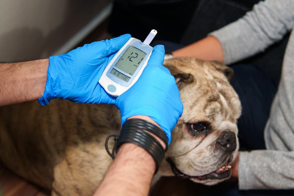 Taking a blood sample to check dog blood sugar levels