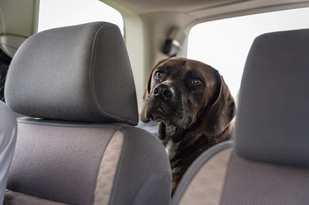 Dog riding in back seat of car
