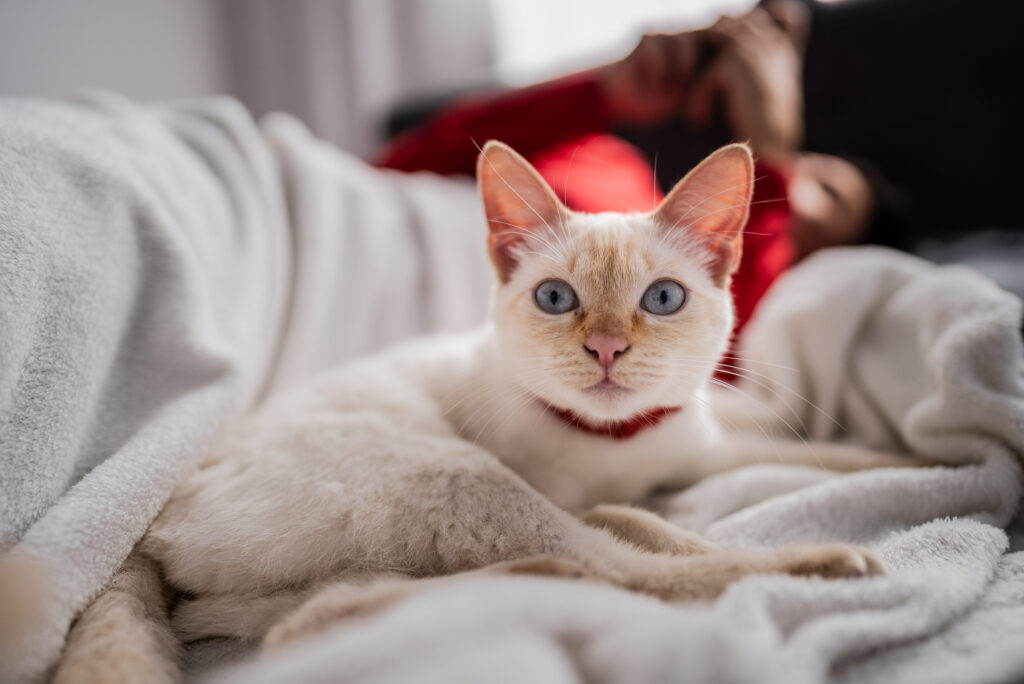 White cat lying on bed