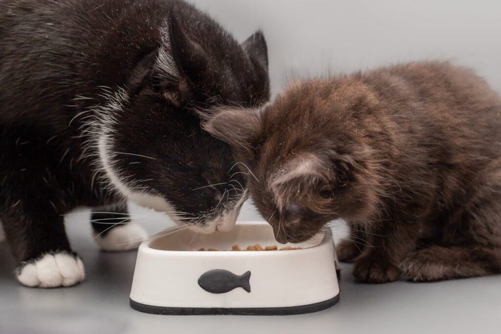 Cat and kitten eating from a bowl