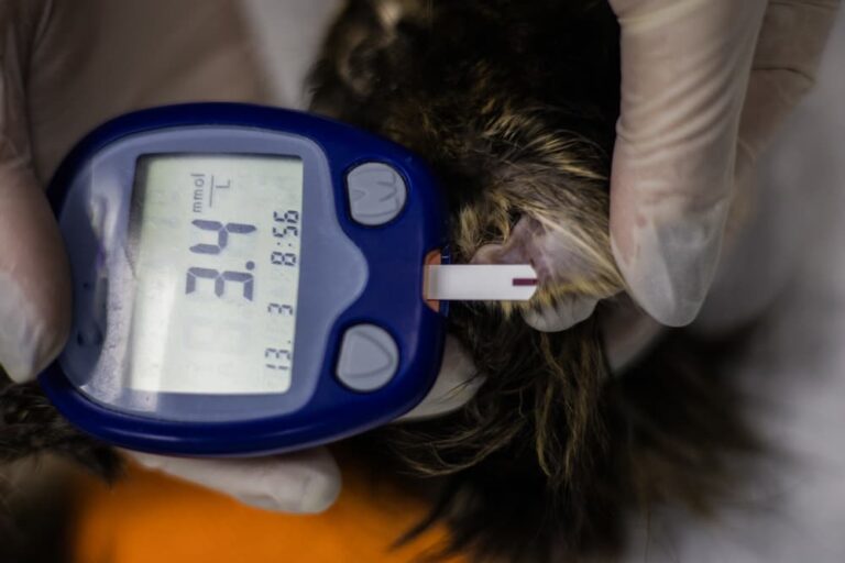 Person measuring pet blood sugar levels