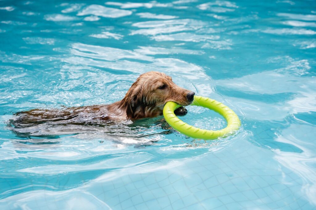 Dog swimming in a pool with a toy