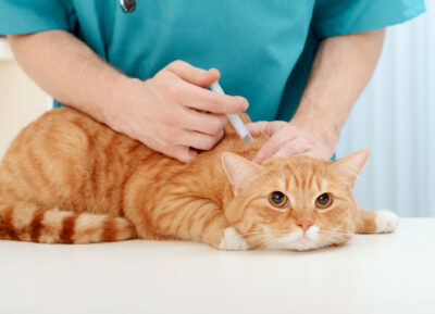 Transdermal Medication for Cats: What It Is and How It Works