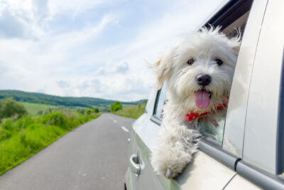 Dog Motion Sickness: Signs and How to Help