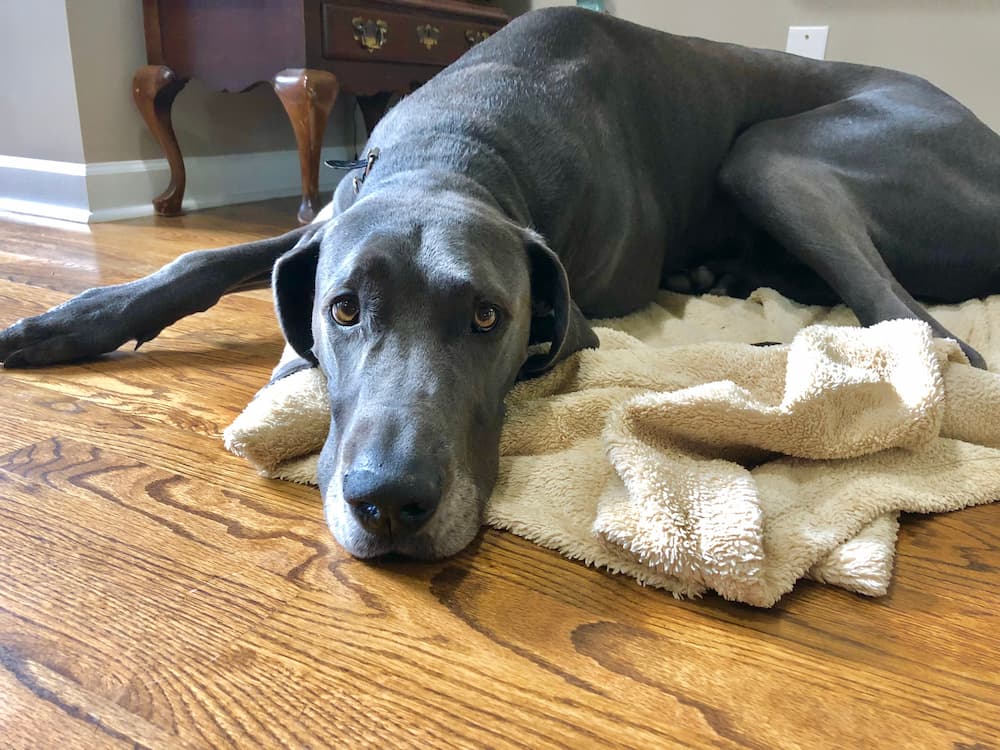 Black dog lying on blanket on the floor