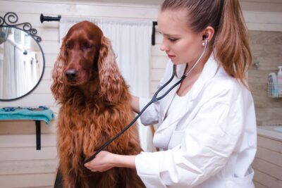 10 Dog Breeds Prone to Bloat (GDV)
