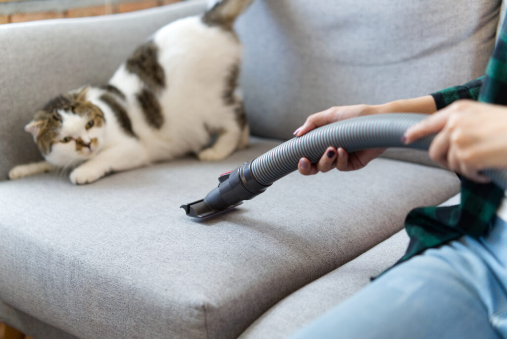 Cat scared by vacuum on couch