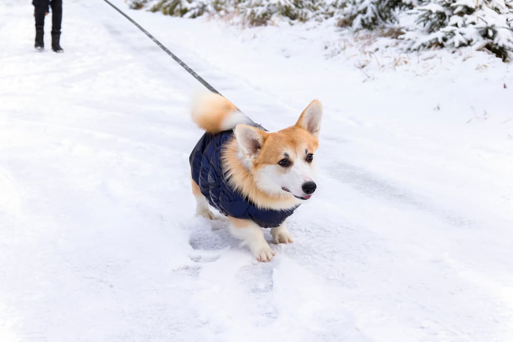 Corgi dog walking in snow with a jacket on