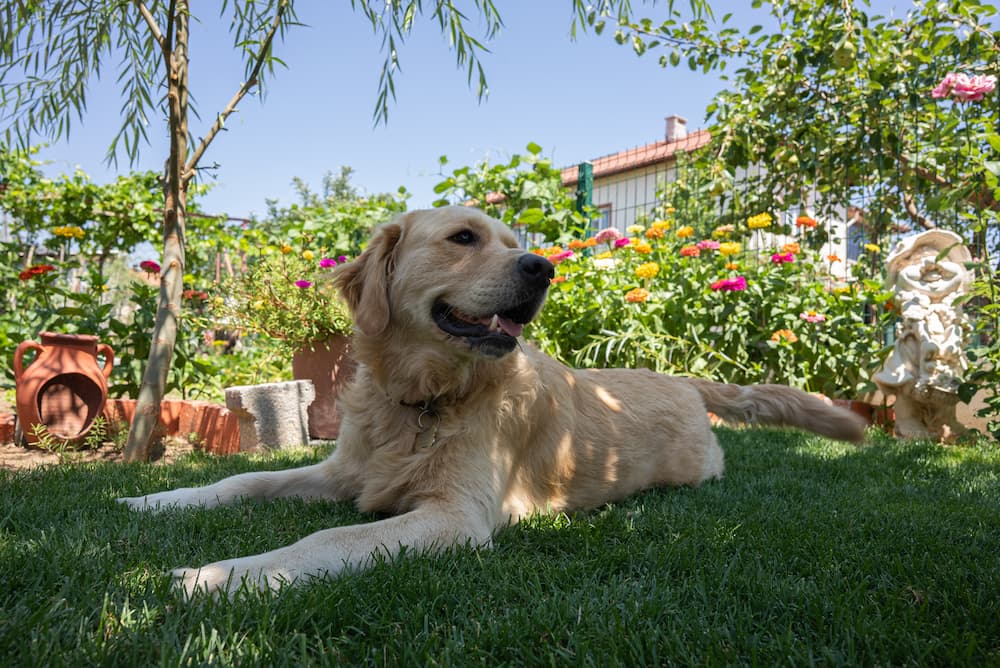 Dog lying down in backyard