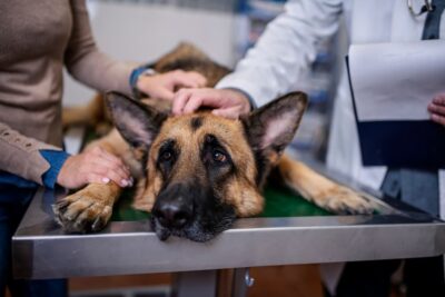 Kissing Bugs and Chagas Disease in Dogs