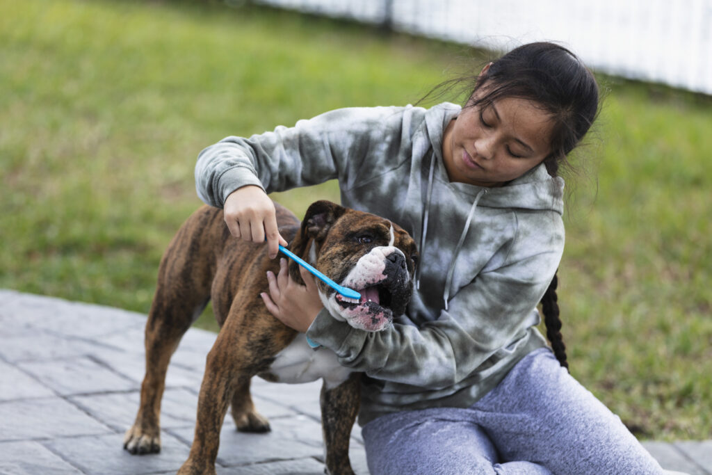 Woman brushing dog's teeth
