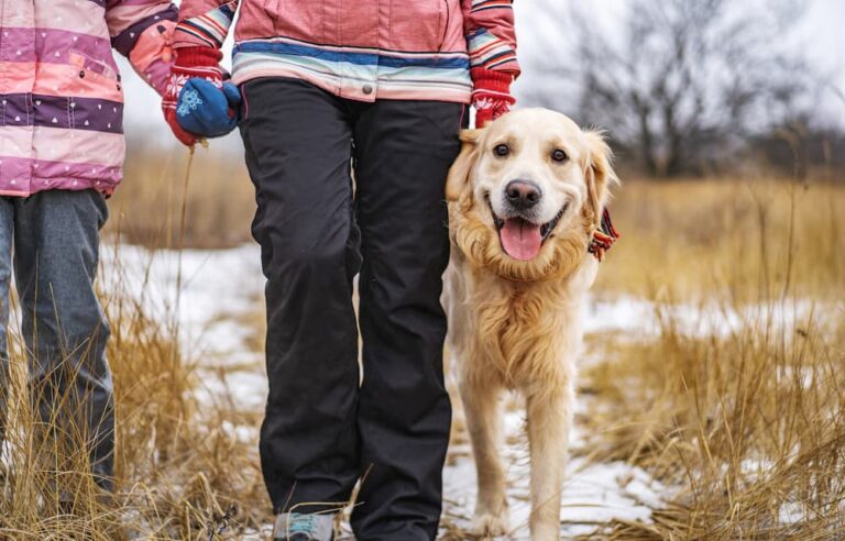 Dog walking with owner outside in winter