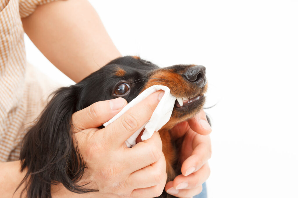 Dog having teeth cleaned with a wipe