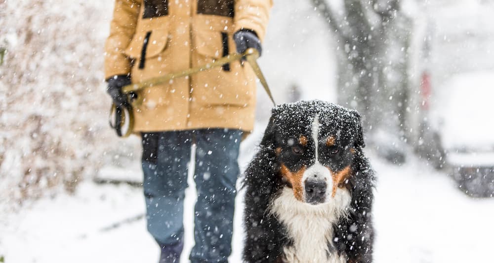 Dog walking in the snow with owner