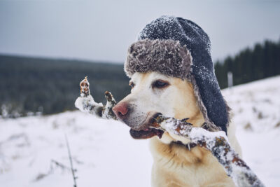 Snow Nose Dog: Why Is My Dog’s Nose Turning Pink?