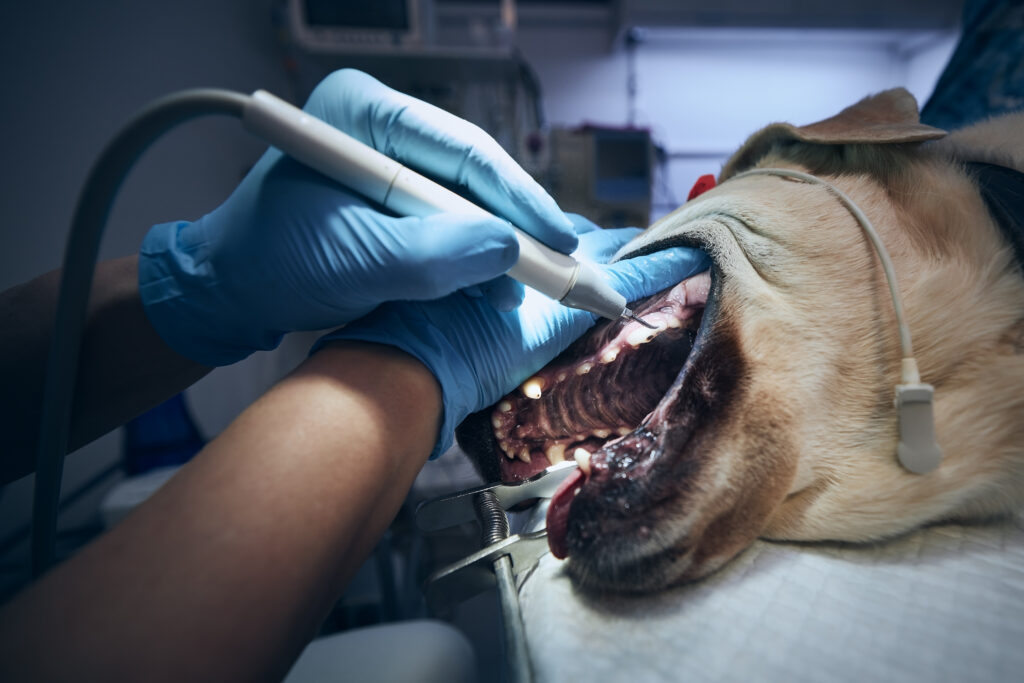 Dentist cleaning dog's teeth