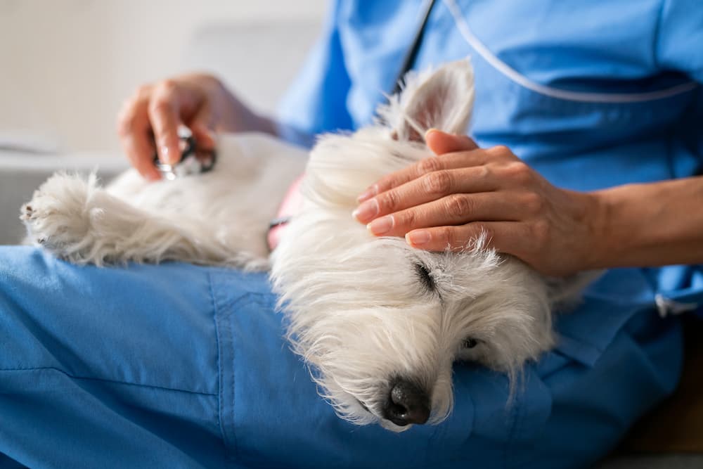 White dog on the lap a vet who is listening to the dog's heart