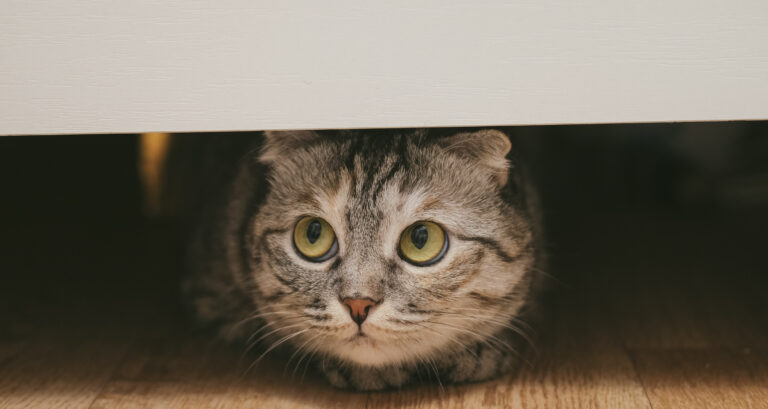Cat hiding under the bed