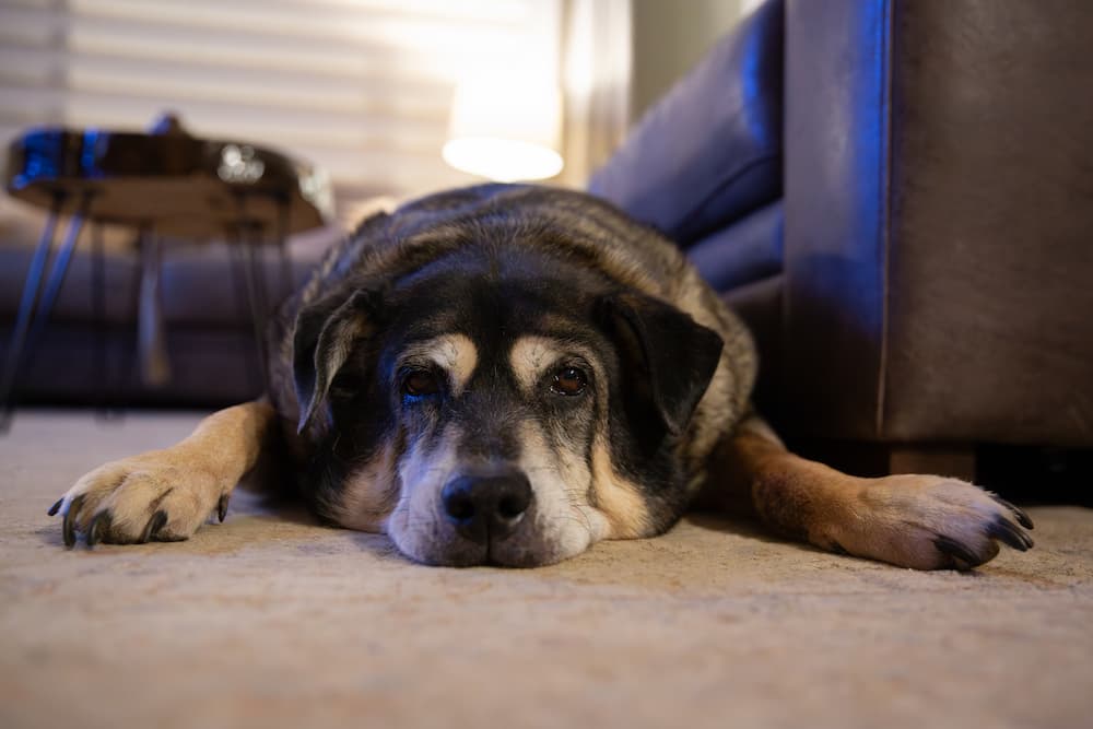 Dog lying on carpet and looking at camera