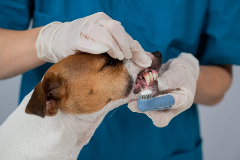 Vet cleaning dog's teeth