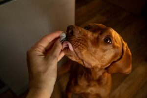 Metronidazole for Dogs | Great Pet Care