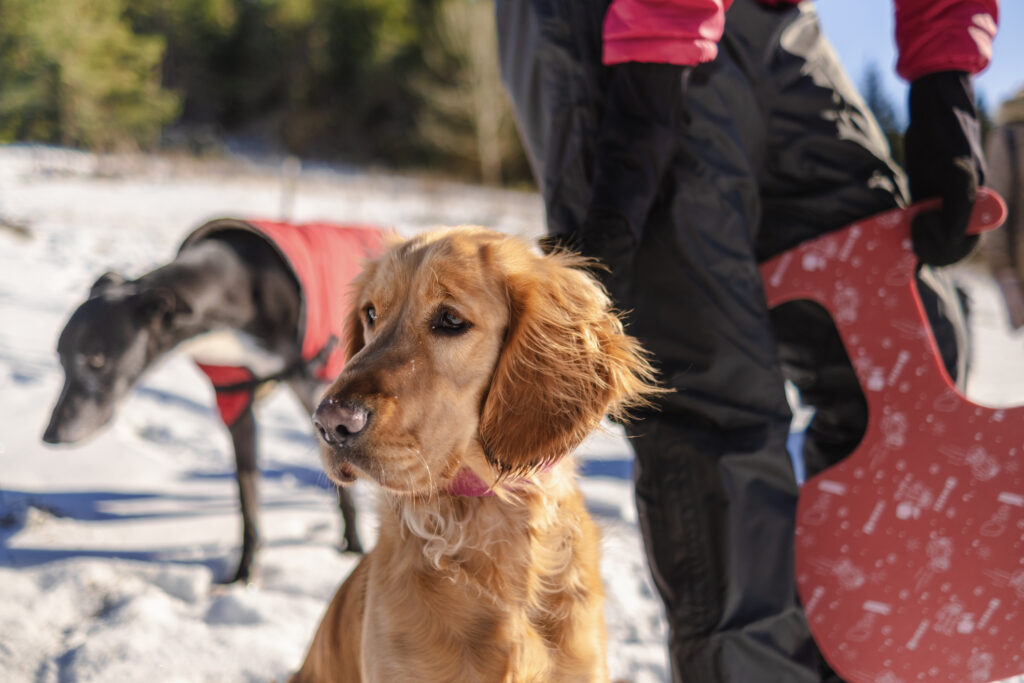 Dog outside in the cold