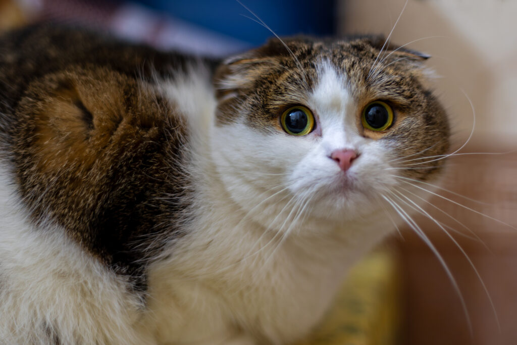 Scared cat