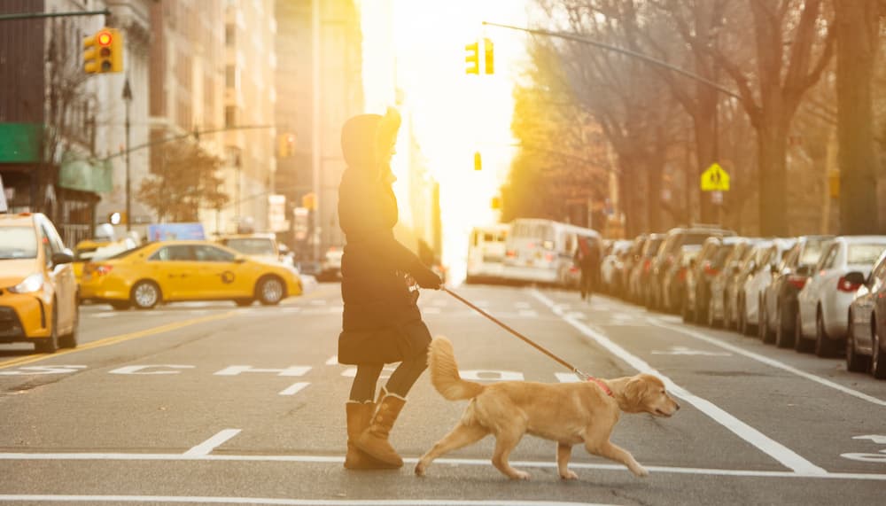 Woman walking dog on city street in winter