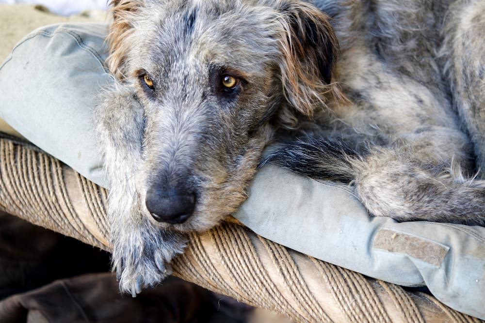Irish Wolfhound dog lying on the floor