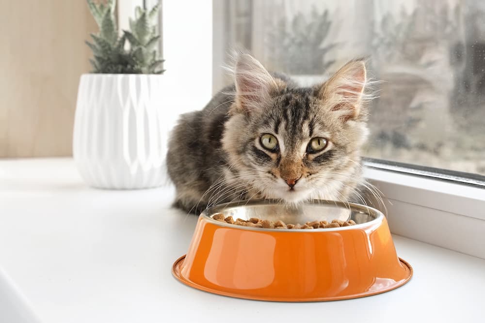 cat on a windowsill with a bowl of food looking at the camera