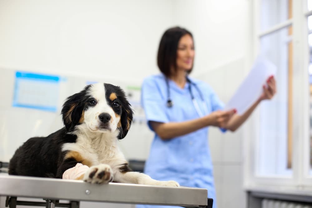Dog on examination table next to vet reviewing test results