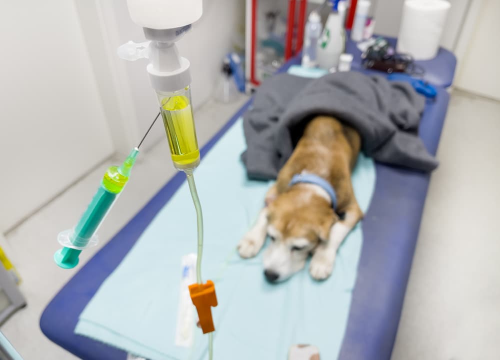 dog receiving IV medication at a vet's office